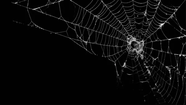 Ürkütücü örümcek ağı siyah arkaplanı özetliyor