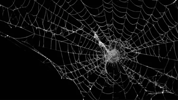 Ürkütücü örümcek ağı siyah arkaplanı özetliyor