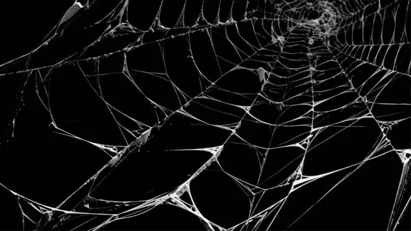 Ürkütücü örümcek ağı siyah arkaplanı özetliyor