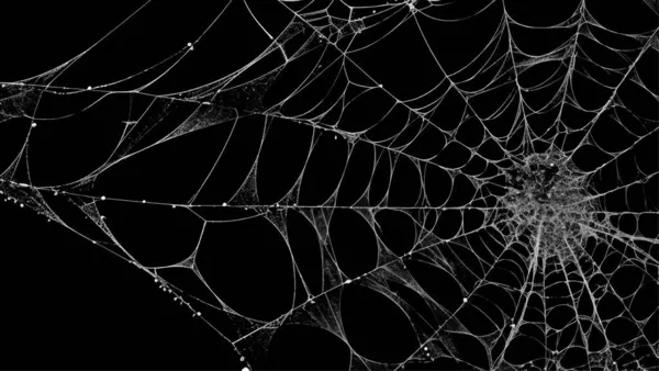 Ürkütücü örümcek ağı siyah arkaplanı özetliyor