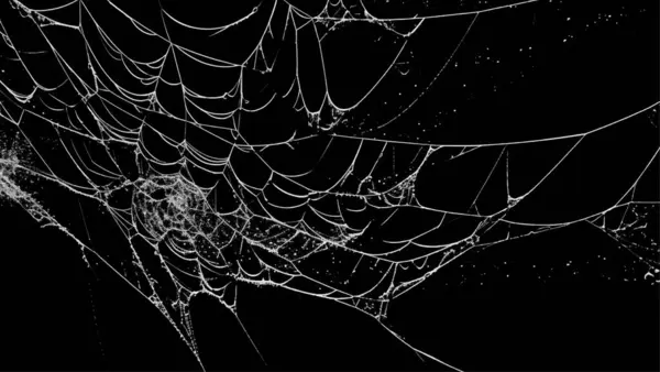 Ürkütücü örümcek ağı siyah arkaplanı özetliyor