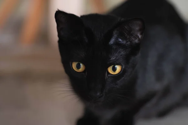 Sarı gözlü kara kedi.