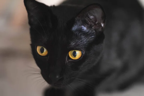 Sarı gözlü kara kedi.