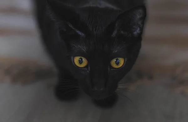 Sarı gözlü kara kedi.