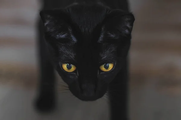 Sarı gözlü kara kedi.