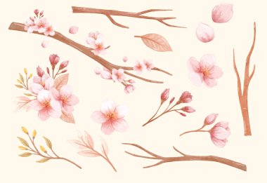 Hafif arkaplanda yumuşak suluboya sakura dalları