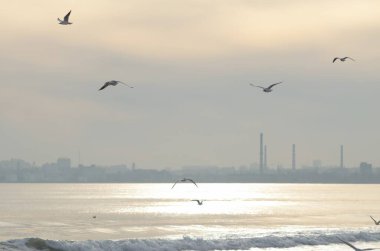 Martılar denizin üzerinde uçuyor.