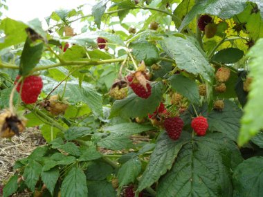Bahçede yeşil yaprakların üzerinde olgun kırmızı ahududular..