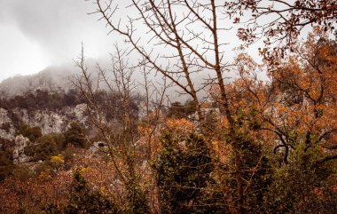 Ormanda sonbahar ağaçları