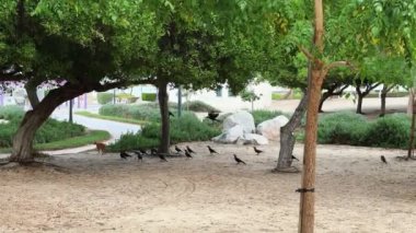 beautiful view of the park in the city of the dead sea, the trees and a fence with green