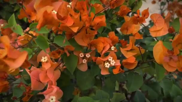 Narancs Virágok Kertben — Stock videók