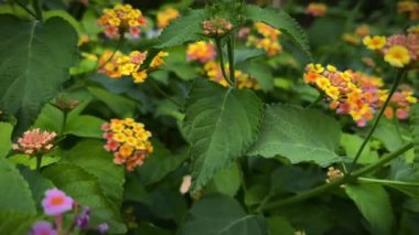 Bahçede sarı ve kırmızı çiçekler