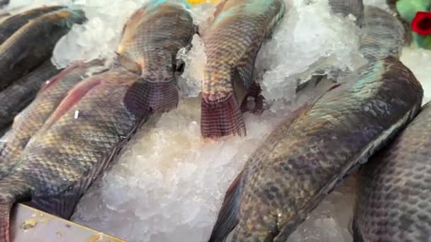 Fresh Fishes Matket — Stock video