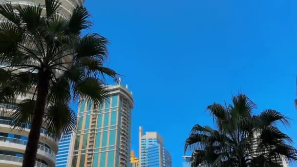 Plage Miami Avec Des Palmiers Sur Fond Herbe Verte — Video