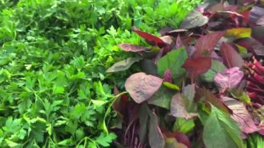 Bahçede yeşil yapraklar