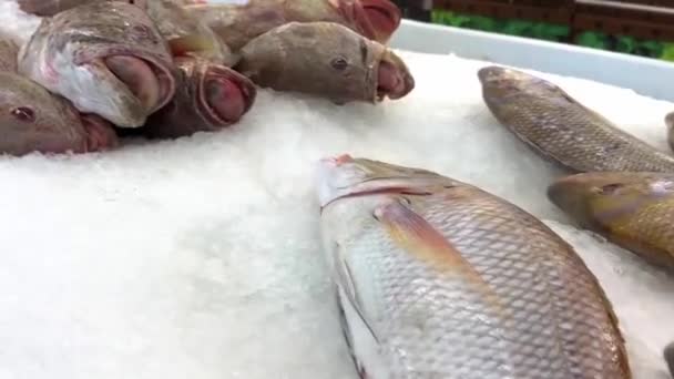 市場で獲れた新鮮な魚は — ストック動画