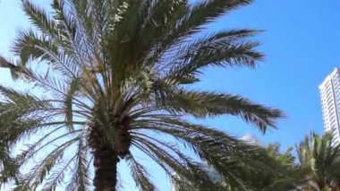 Ras al Khaimah deniz manzarası