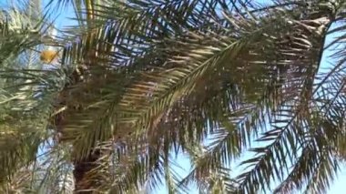 Ras al Khaimah deniz manzarası
