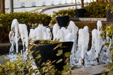 Güzel botanik fotoğrafı, doğal duvar kağıdı.