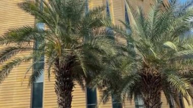 palmiye ağaçları dubai City