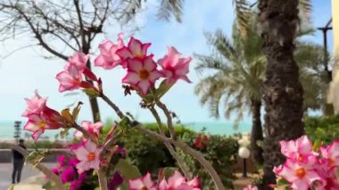 Ras al Khaimah deniz manzarası