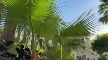 Ras al Khaimah deniz manzarası