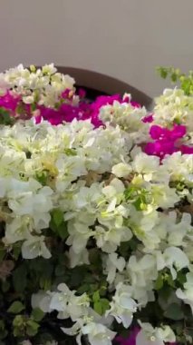 Ras al Khaimah deniz manzarası