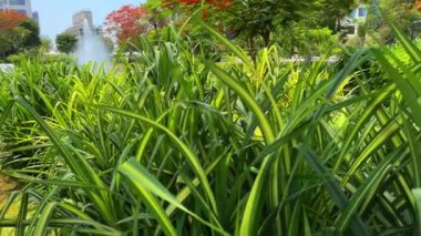 İsrail 'in kuzeyindeki Akdeniz adasının güzel manzarası.