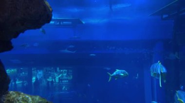 Balıklar ve resiflerle dolu sualtı sahnesi. Yüksek kalite 4k görüntü