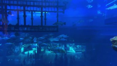 Balıklar ve resiflerle dolu sualtı sahnesi. Yüksek kalite 4k görüntü