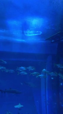 Balıklar ve resiflerle dolu sualtı sahnesi. Yüksek kalite 4k görüntü