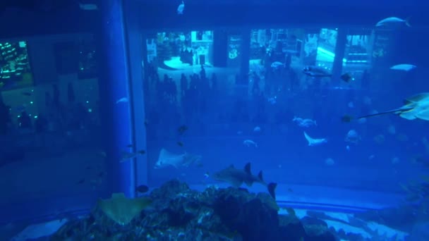 Onderwater Scene Met Vissen Rif Hoge Kwaliteit Beeldmateriaal — Stockvideo