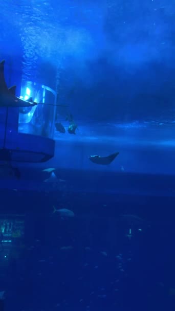 Підводна Сцена Рибами Рифом Високоякісні Кадри — стокове відео