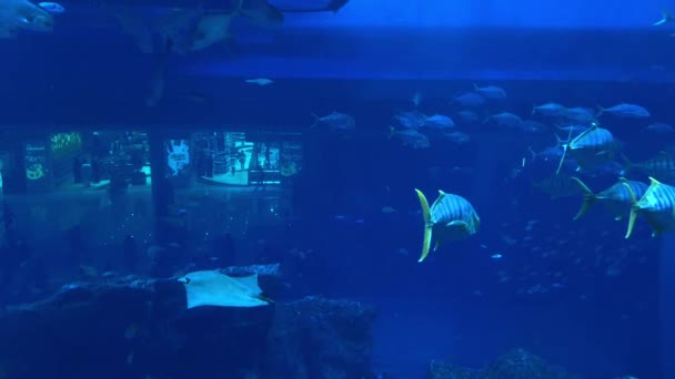 Scène Sous Marine Avec Des Poissons Des Récifs Images Haute — Video