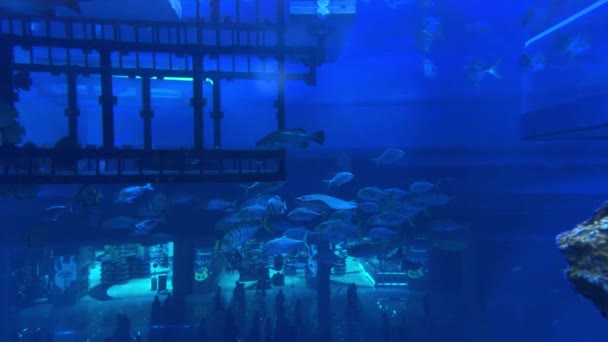 Undervannsscener Med Fisker Rev Opptak Høy Kvalitet – stockvideo