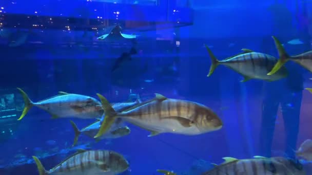 Υποβρύχια Σκηνή Ψάρια Και Ύφαλο Υψηλής Ποιότητας Πλάνα — Αρχείο Βίντεο