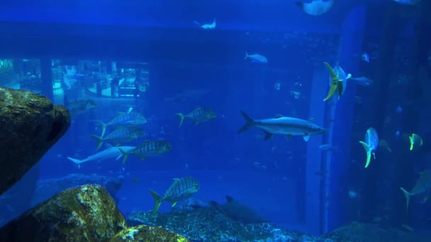 Podwodna Scena Rybami Rafą Wysokiej Jakości Materiał — Wideo stockowe