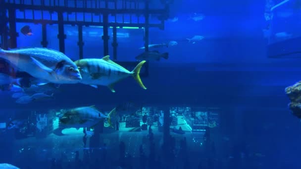 Подводная Сцена Рыбами Рифом Высококачественные Кадры — стоковое видео