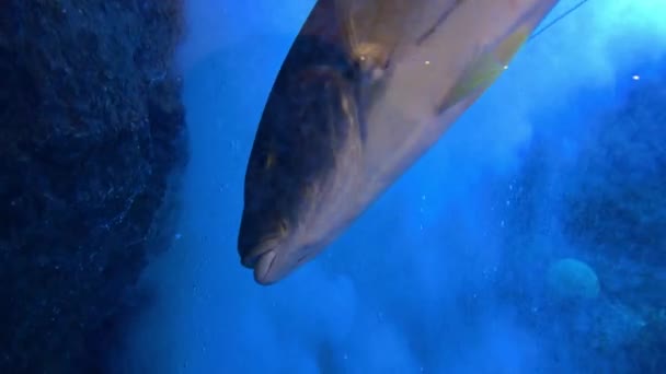 Подводная Сцена Рыбами Рифом Высококачественные Кадры — стоковое видео