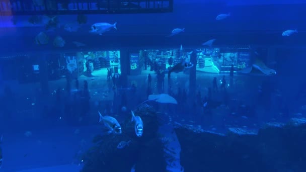 Підводна Сцена Рибами Рифом Високоякісні Кадри — стокове відео