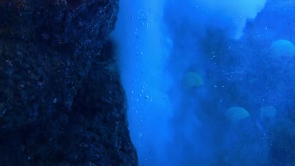 Unterwasserszene Mit Fischen Und Riffen Hochwertiges Filmmaterial — Stockvideo