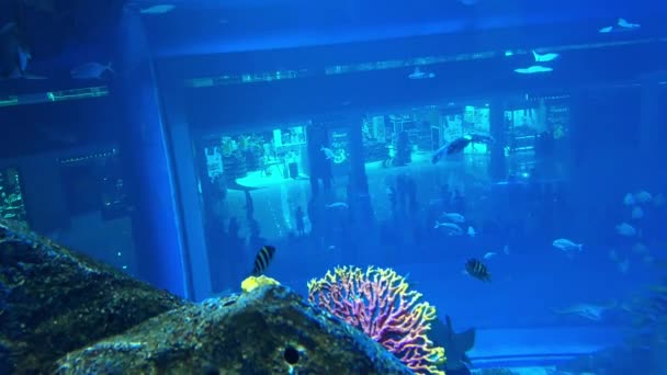 Unterwasserszene Mit Fischen Und Riffen Hochwertiges Filmmaterial — Stockvideo