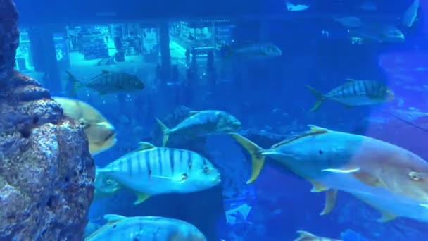 Podwodna Scena Rybami Rafą Wysokiej Jakości Materiał — Wideo stockowe