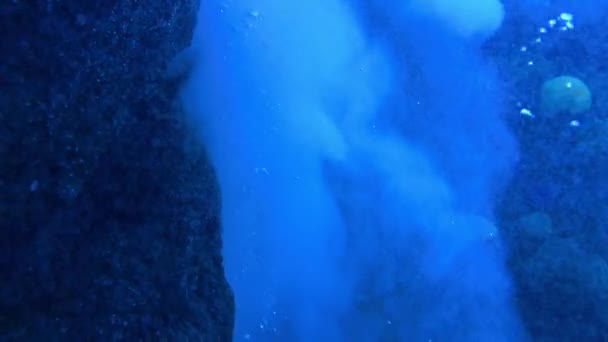 Scène Sous Marine Avec Des Poissons Des Récifs Images Haute — Video