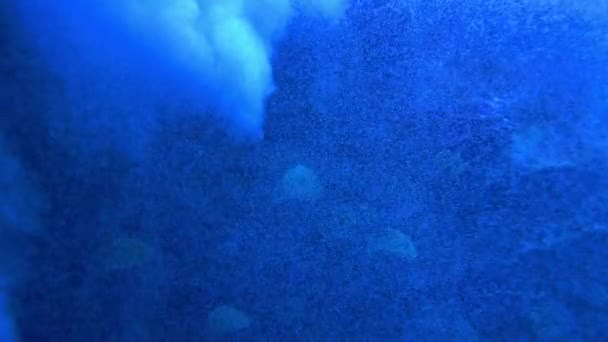 Underwater Scene Fishes Reef High Quality Footage — Stock Video