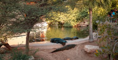 Dubai timsah parkı. Yüksek kalite fotoğraf