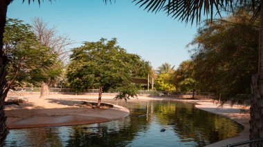 Dubai timsah parkı. Yüksek kalite fotoğraf