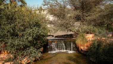 Dubai timsah parkı. Yüksek kalite fotoğraf