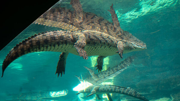 Dubai crocodile park. High quality photo