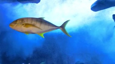 Balıklar ve resiflerle dolu sualtı sahnesi. Yüksek kalite 4k görüntü